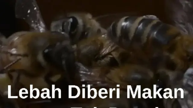 Mahasiswa Kolombia Ciptakan Pakan untuk Selamatkan Lebah #Mdkdw26