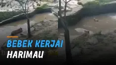 Ada-ada saja tingkah laku seekor bebek ini ketika mengerjai harimau yang hendak memangsanya.