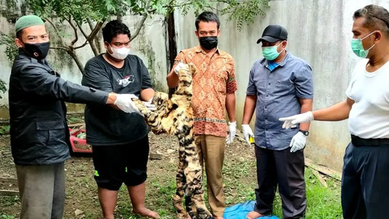 Kulit harimau yang ingin diperjual belikan.
