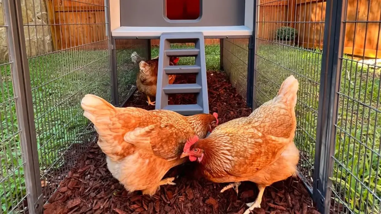 Ayam Berbasis AI