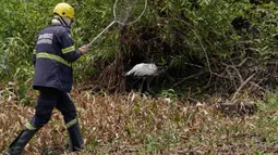 Seekor burung terluka ditemukan di daerah yang dikelilingi oleh kebakaran hutan di dekat Transpantaneira, negara bagian Mato Grosso, Brasil, Kamis, 16 November 2023. (AP Photo/Andre Penner)