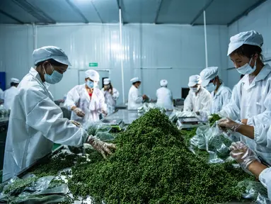 Para pekerja mengemas merica Sichuan di sebuah pabrik di Wilayah Tongzi, Provinsi Guizhou, China barat daya (22/7/2020). Industri merica Sichuan di Wilayah Tongzi telah menjadi industri penting yang membantu mengangkat masyarakat setempat keluar dari jurang kemiskinan. (Xinhua/Tao Liang)