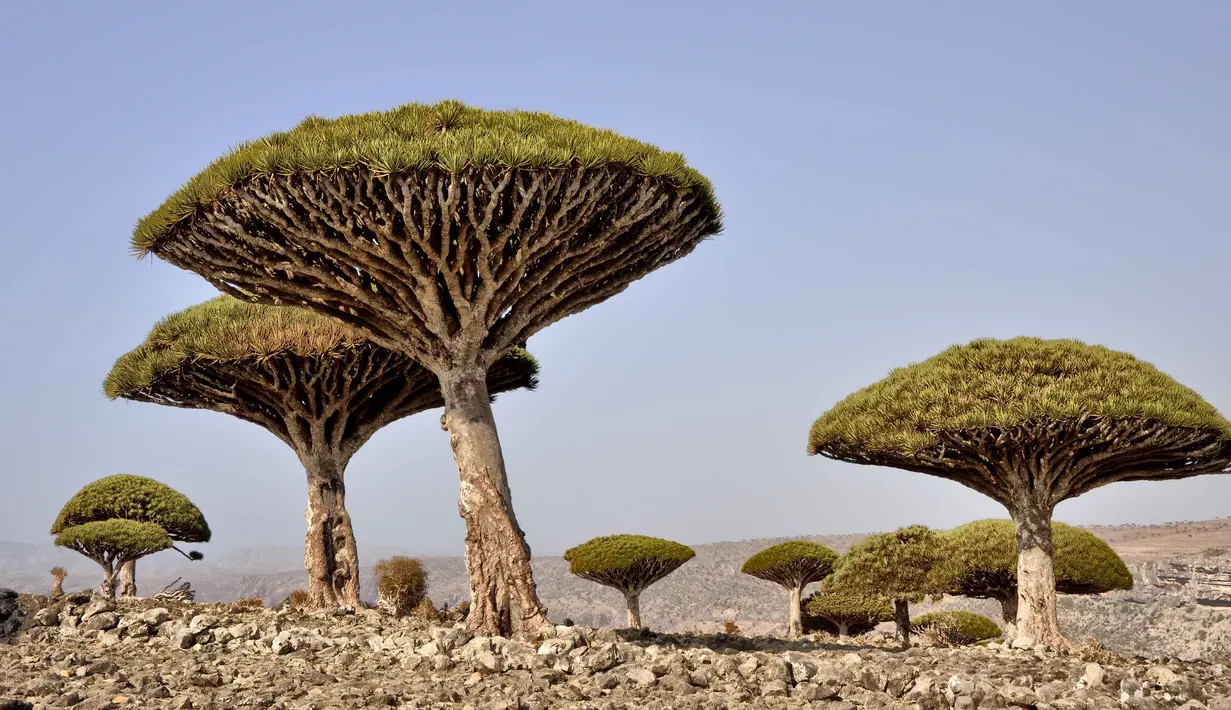 Di Socotra, Yaman, ada pohon Darah Naga yang getahnya berwarna merah. Uniknya, pohon yang berbentuk seperti jamur atau payung ini tumbuh di daerah yang kering dan hidupnya dapat mencapai lebih dari 300 tahun. (en.wikipedia.org)