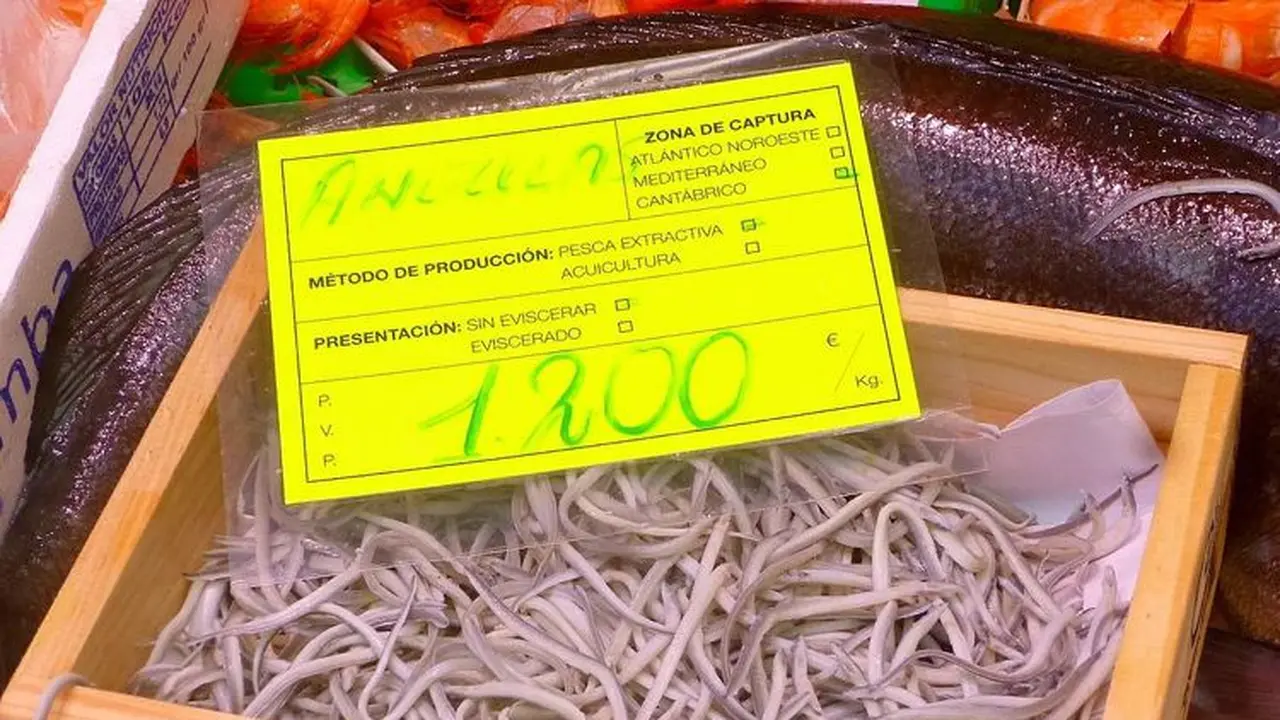 Aneh, Bayi Belut Berlendir Ini Malah Jadi Makanan Termahal di Spanyol
