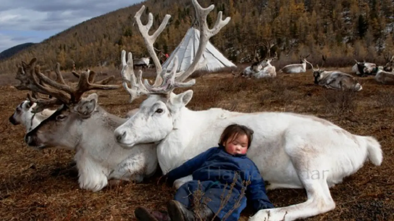 Suku Dukha, Mongolia