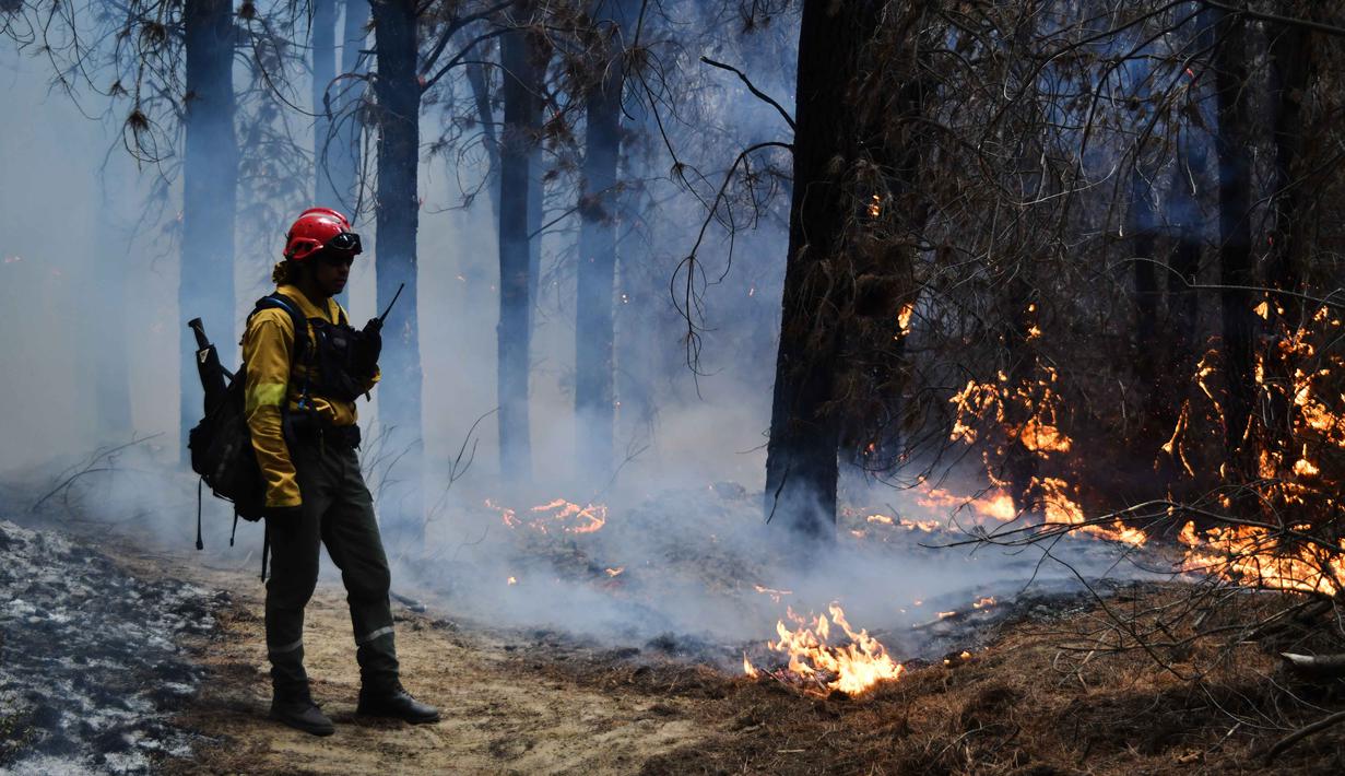 Operasi pemadaman didukung oleh helikopter dan enam pesawat pengebom air (hydrant planes) untuk melakukan serangan udara di area yang sulit dijangkau. Tampak dalam foto, seorang petugas pemadam kebakaran berdiri di antara pepohonan yang terbakar selama kebakaran hutan di Epuyen, Patagonia, Argentina, Minggu 11 Januari 2026. (AP Photo/Nicolas Palacios)