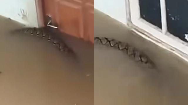 Penampakan Ular Piton Saat Banjir