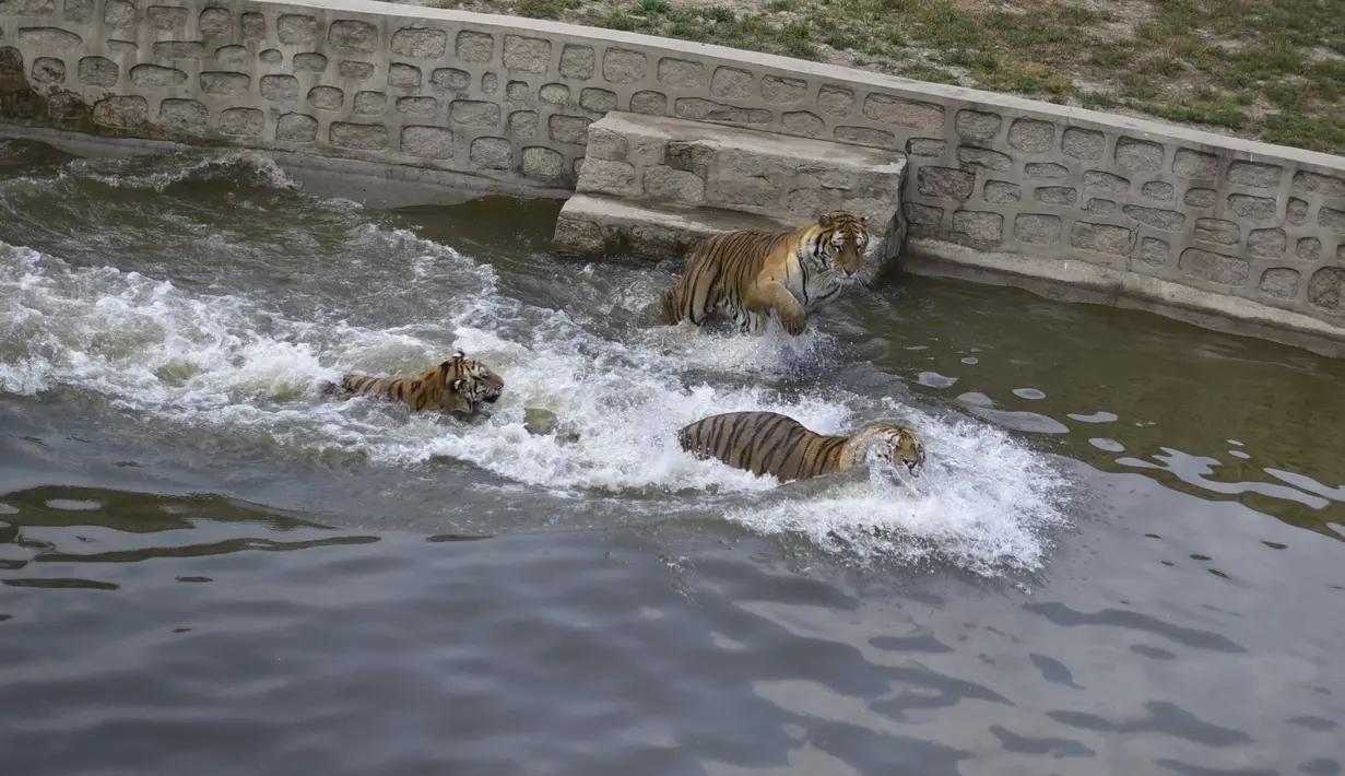 Sejumlah harimau Siberia bermain di kolam di Taman Harimau Siberia Hengdaohezi di Kota Hailin, China (17/7/2020). Dengan menerapkan langkah-langkah pencegahan dan pengendalian epidemi yang ketat, Taman Harimau Siberia Hengdaohezi dibuka kembali pada Jumat (17/7). (Xinhua/Zhang Chunxiang)