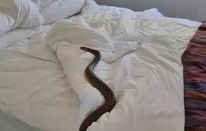 Penampakan Ular Berbisa Berbaring di Kasur Wanita Ini Bikin Merinding (Sumber:  Zachery's Snake and Reptile Relocation/Facebook