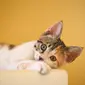 Ilustrasi kucing kembang telon. (Photo by Cong H on Unsplash)