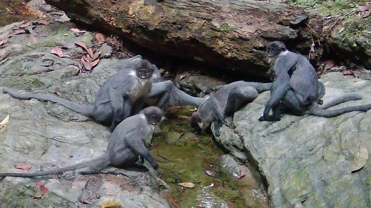 Lutung Kutai. (Istimewa)