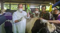 Kementerian Pertanian bersama dengan Pemerintah Daerah Provinsi Jawa Timur hari ini Selasa (14/06) mulai melakukan kegiatan vaksinasi massal dalam upaya pengendalian Penyakit Mulut dan Kuku (PMK). (Dok. Kementan)