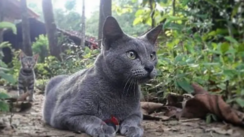 Kucing Busok/Kucing Raas