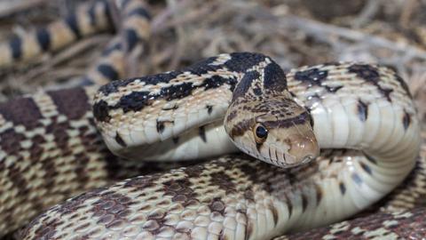 Hind ayollari shahvoniy