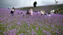 Para wisatawan menikmati pemandangan padang verbena yang terletak di Gaopo, Guiyang, Ibu Kota Provinsi Guizhou, China, 14 Agustus 2020. (Xinhua/Zhang Hui)