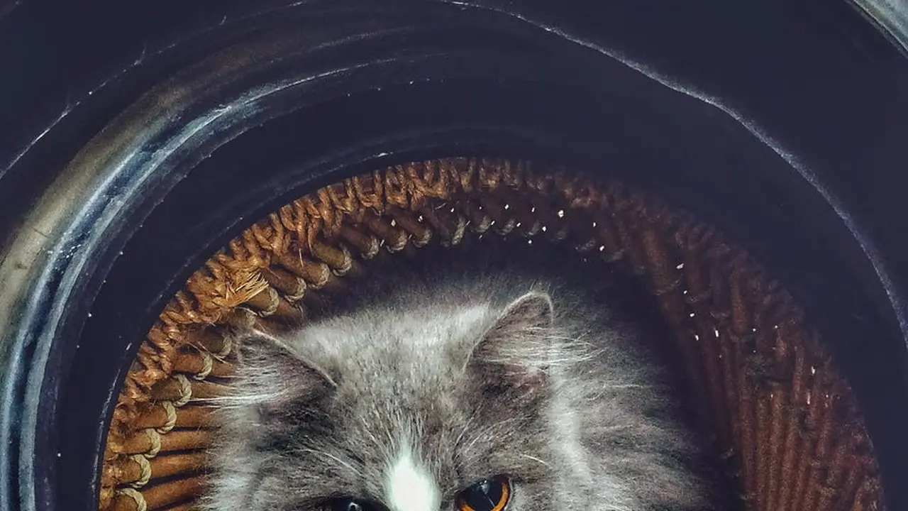 Ilustrasi kucing | Anas Jawed dari Pexels