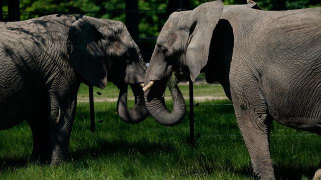 Gajah Sirkus di Denmark