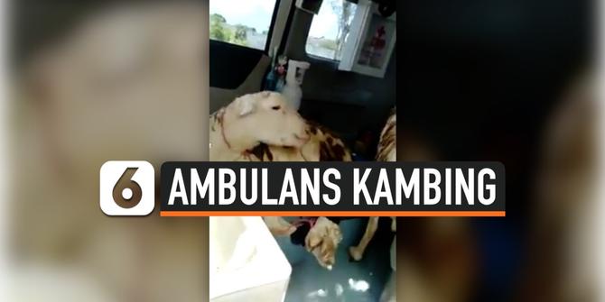 VIDEO: Viral, Ambulans di Lumajang Dipakai Angkut Kambing