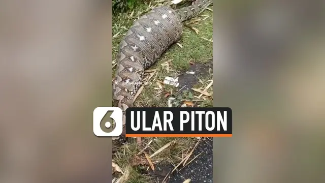 PENAMPAKAN ULAR PITON MEMANGSA SAPI MILIK WARGA