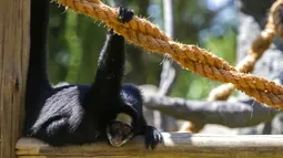 Seekor monyet beristirahat di Biopark of Rio selama tur media di Rio de Janeiro, Brasil, Kamis (18/3/2021). Biopark of Rio akan kembali dibuka untuk masyarakat umum pada akhir Maret. (AP Photo/Bruna Prado)