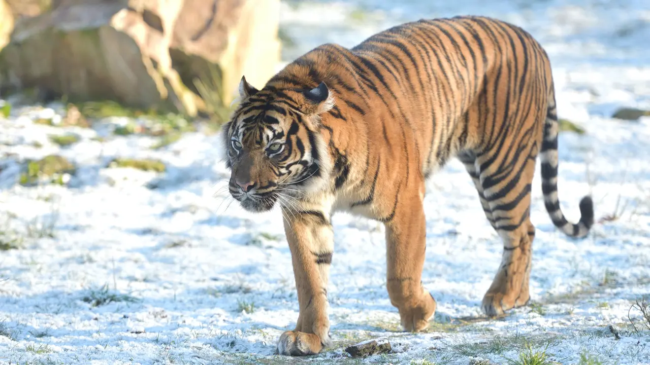 macan