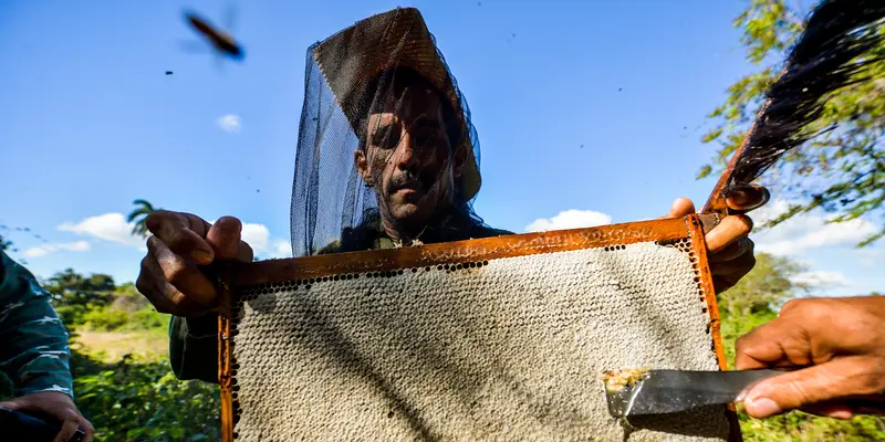 Melihat Proses Panen Lebah Madu di Kuba