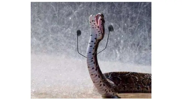 6 Editan Foto Ular Ekspresi Kaget Ini Absurd, Gagal Tampak Seram