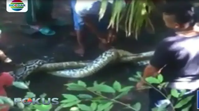 Pasalnya beberapa hari lalu, warga Desa Lawela di Kabupaten Muna dimangsa ular piton berukuran besar.