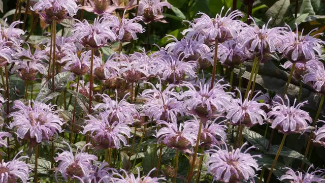 Bee Balm Berwarna Lembut, Magnet Penyerbuk di Taman Hujan