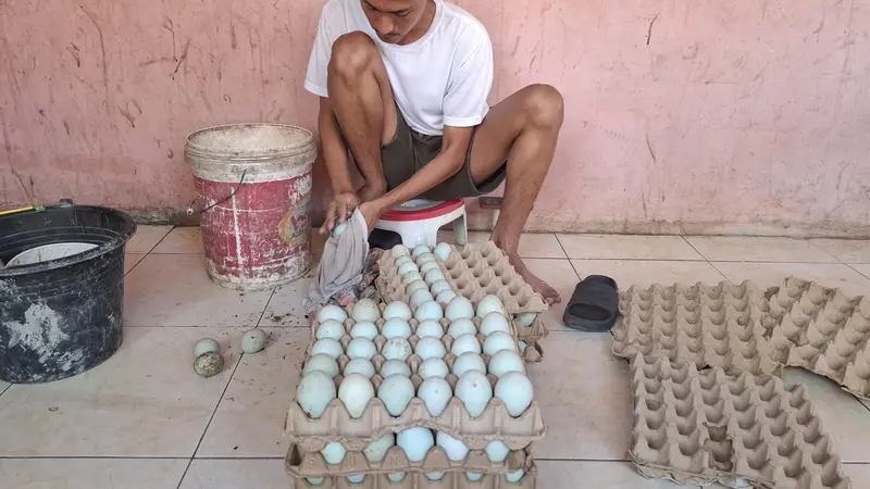 Telur bebek fresh dari kandang milik Rahmat Munthe. Foto : (Liputan6.com/Ardi).