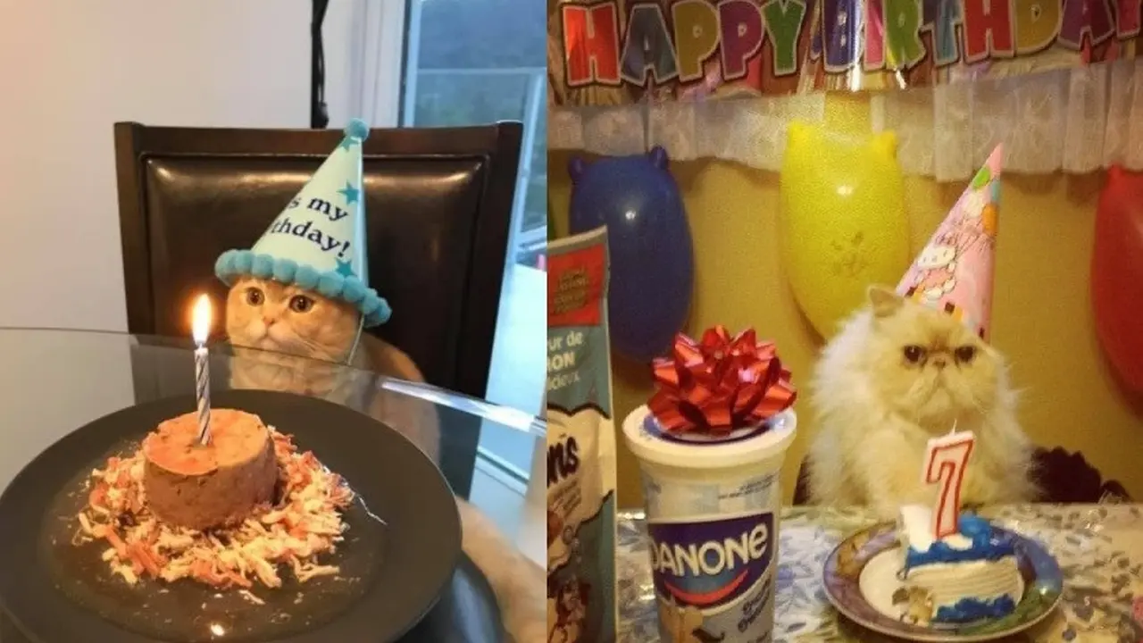 potret kocak kucing ulang tahun