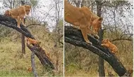Video menggemaskan ini memperlihatkan seekor singa betina sedang mengajari keempat anaknya memanjat pohon di Afrika Selatan. (sumber: YouTube/Latest Sightings)