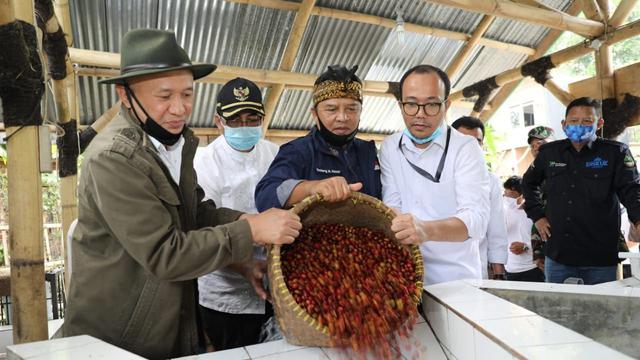 Menteri Koperasi dan UKM Teten Masduki panen kopi. (Dok Kemenkop)