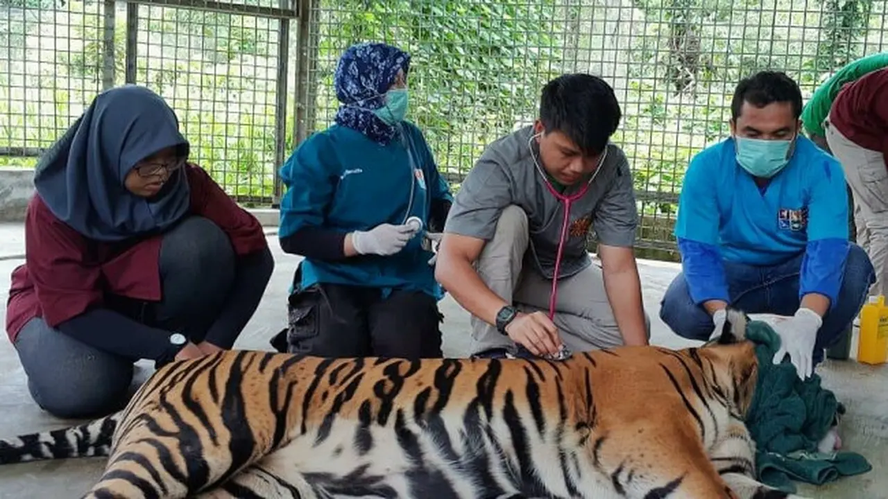 Inung Rio, harimau terjerat kawat baja diperiksa tim medis di Dharmasraya.