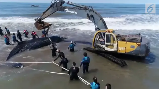 Sebanyak 30 orang terlibat dalam upaya penyelamatan paus bungkuk yang terdampar di pantai Argentina.