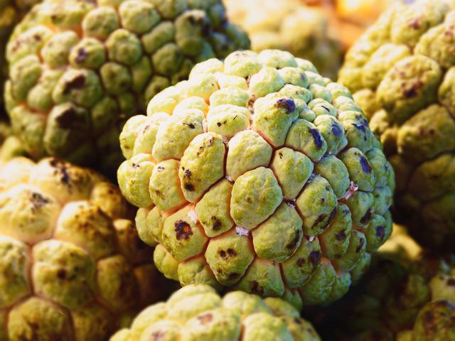Buah Delima Untuk Rambut / Sampo Instagram Posts Gramho Com / Jika anda ingin menanam buah ...
