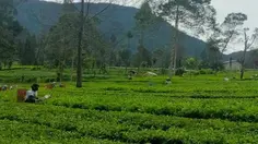 Studi Ungkap Manfaat Shinrin-Yoku, Berjalan di Alam untuk Turunkan Tekanan Darah