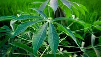 6 Resep Camilan dari Daun Singkong, Lezat dan Kaya Nutrisi