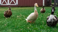 12 Arti Mimpi tentang Bebek, Mewakili Keberuntungan