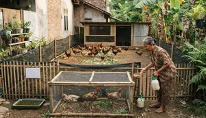 Cara Ternak Ayam Kampung di Halaman Rumah Tanpa Bangunan Permanen, 12 Langkah Strategis untuk Pemula