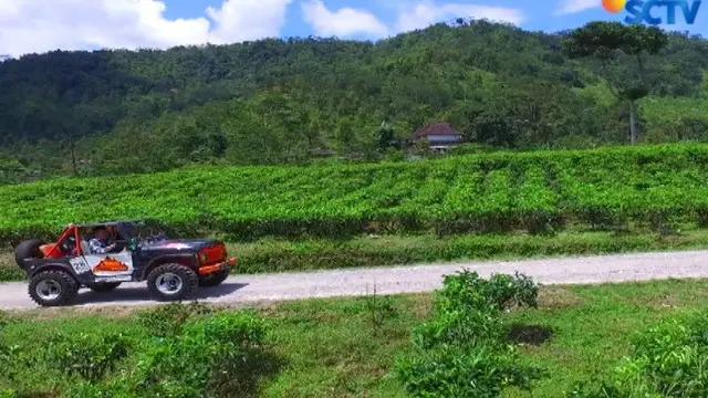 Kalau mau puas mengelilingi kebun teh ini, ada fasilitas mobil Jeep yang siap membawa kita keliling kebun teh.