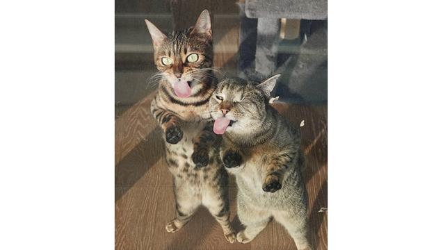 7 Ekspresi Hewan Saat Menjilat Kaca Ini Bikin Senyum Geli