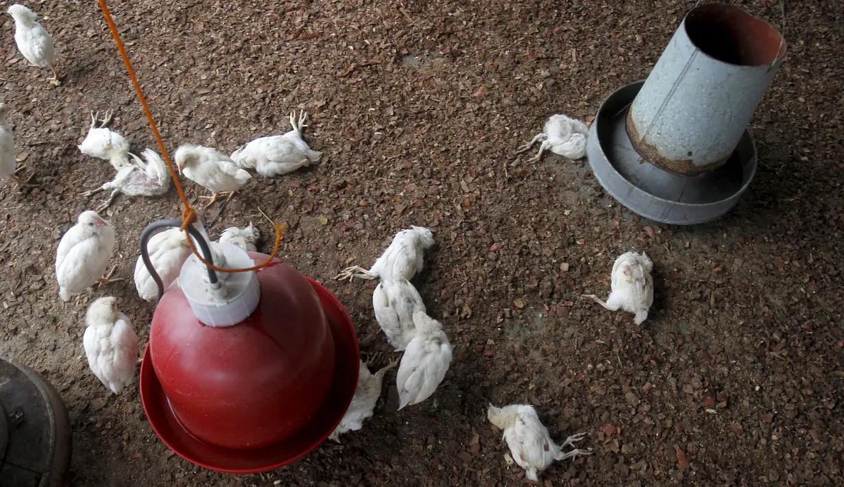 Sejumlah ayam yang mati terkena wabah virus flu burung, di peternakan di desa Modeste, Pantai Gading, Afrika Barat, Jumat (14/8/2015). Pemerintah setempat mengumumkan bahwa virus H5N1 telah menyebar ke tiga wilayah di negaranya. (REUTERS/Luc Gnago)