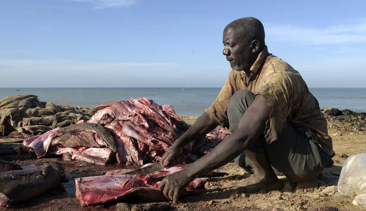 Nelayan memotong daging hiu hasil tangkapan di Pantai Mballing, Dakar, Senegal (1/4/2016). Daging hiu biasanya dikonsumsi, dijual di pasar lokal, hingga diekspor ke negara tetangga. (AFP Photo/Seyllou)