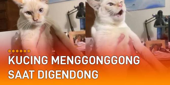 VIDEO: Bikin Bingung, Kucing Menggonggong Saat Digendong