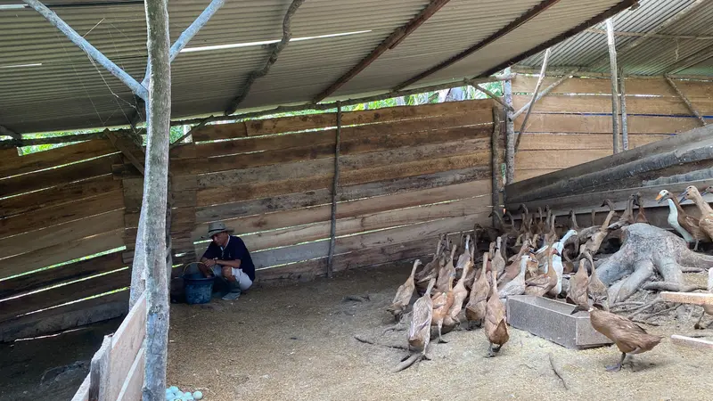 Peternak bebek petelur di Lampung mengeluhkan harga pakan yang tinggi tak sebanding dengan harga jual. Foto (Liputan6.com/Ardi)