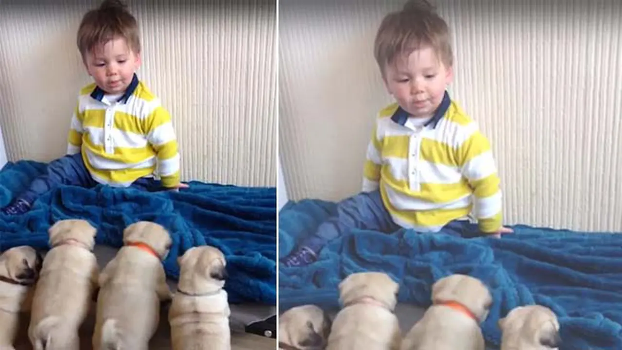 Persahabatan Unik, Bayi Lelaki dan 4 Anak Anjing Menggemaskan