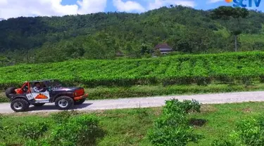 Kalau mau puas mengelilingi kebun teh ini, ada fasilitas mobil Jeep yang siap membawa kita keliling kebun teh.