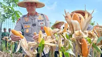 Kapolda Banten Panen Jagung untuk Swasembada Pangan Nasional. (Kamis, 20/02/2025). (Yandhi Deslatama/Liputan6.com).