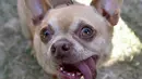 Anjing bernama Andre menjulurkan lidahnya keluar saat mengikuti Kontes Anjing Terjelek di Dunia, di Petaluma, California, Jumat (26/6/2015). (AFP PHOTO/JOSH Edelson)